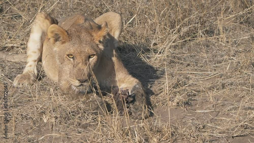a 240p slow motion clip of a young lion licking its lips at serengeti national park in tanzania a 240p slow motion clip of a young lion licking its lips at serengeti national park in tanzania