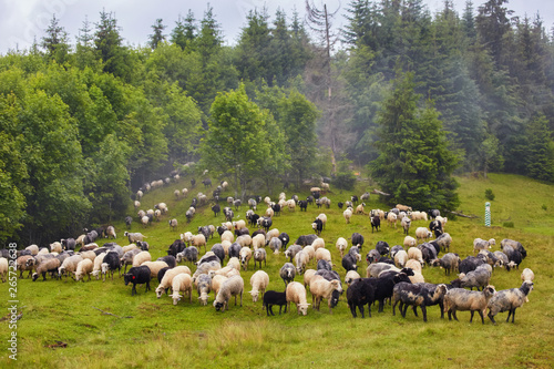 flock of sheep in a mountain valley