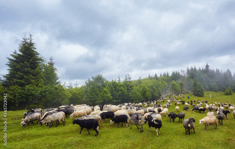flock of sheep in a mountain valley flock of sheep in a mountain valley