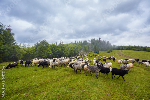 Wallpaper Mural Herd of sheep on mountain meadow Torontodigital.ca