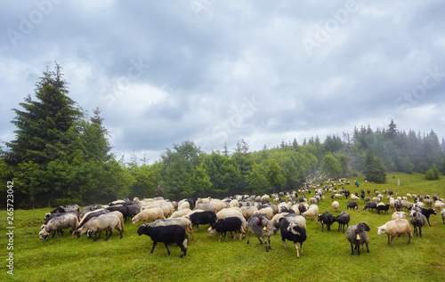 flock of sheep in a mountain valley