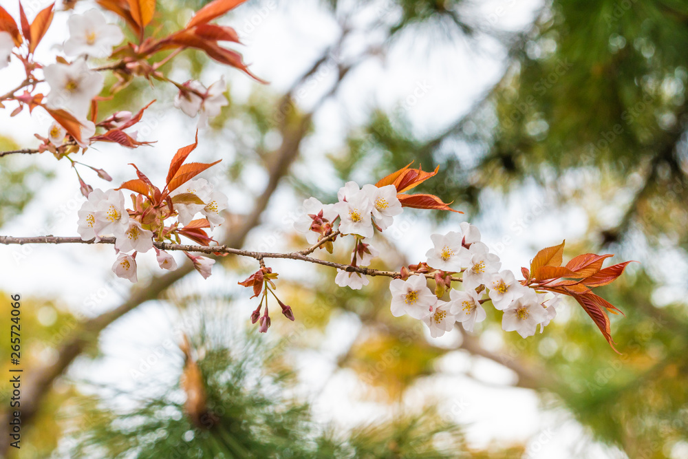 Beautiful cherry blossom sakura in spring time Beautiful cherry blossom sakura in spring time