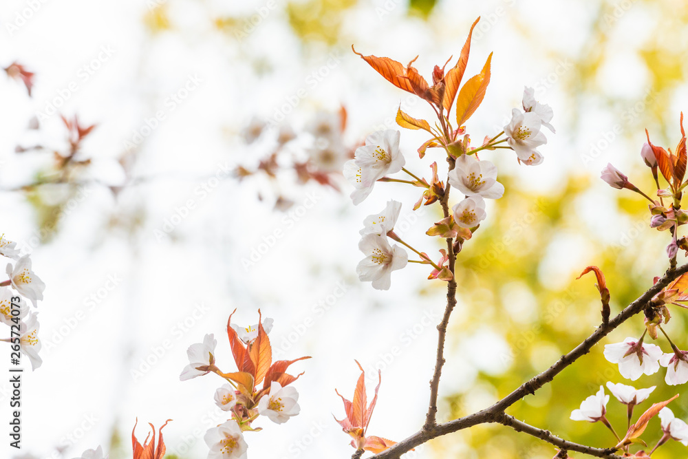 Beautiful cherry blossom sakura in spring time Beautiful cherry blossom sakura in spring time