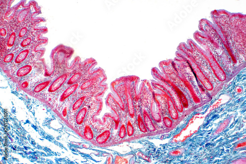 Fotografia Human large intestine tissue under microscope view.