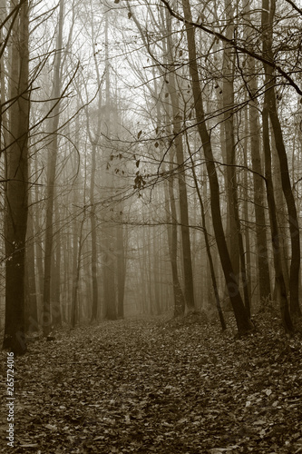 This is a forest in fog