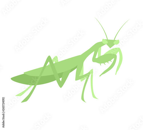 Mantis illustration