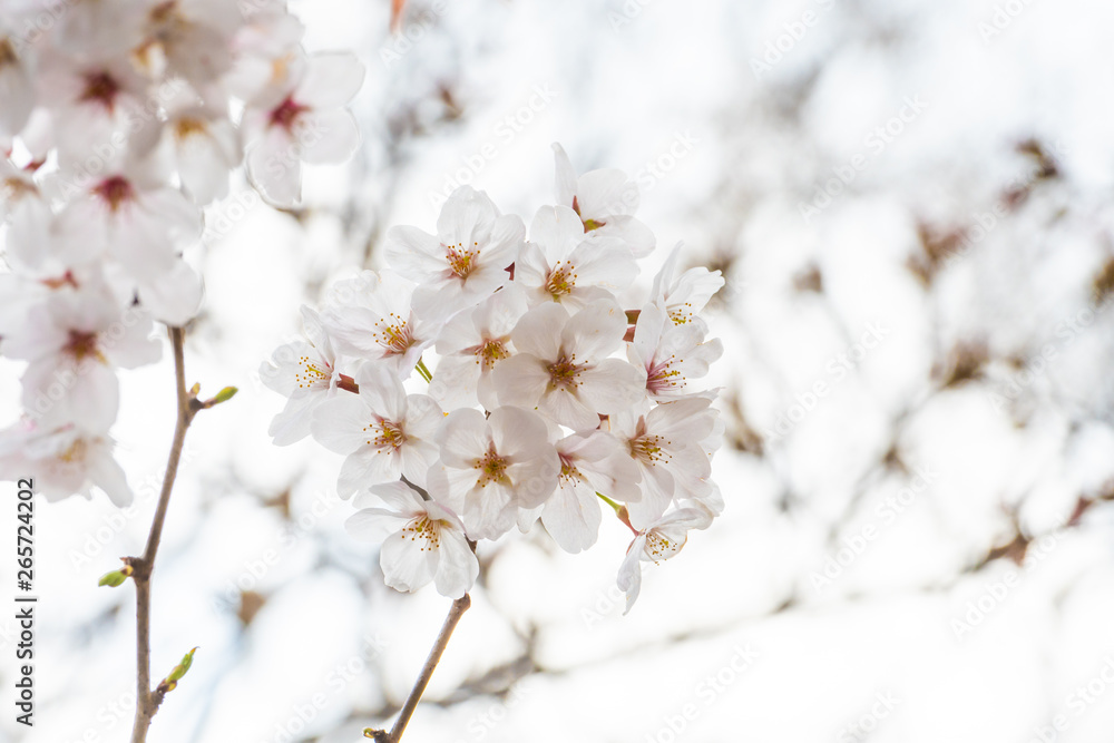 Beautiful cherry blossom sakura in spring time Beautiful cherry blossom sakura in spring time