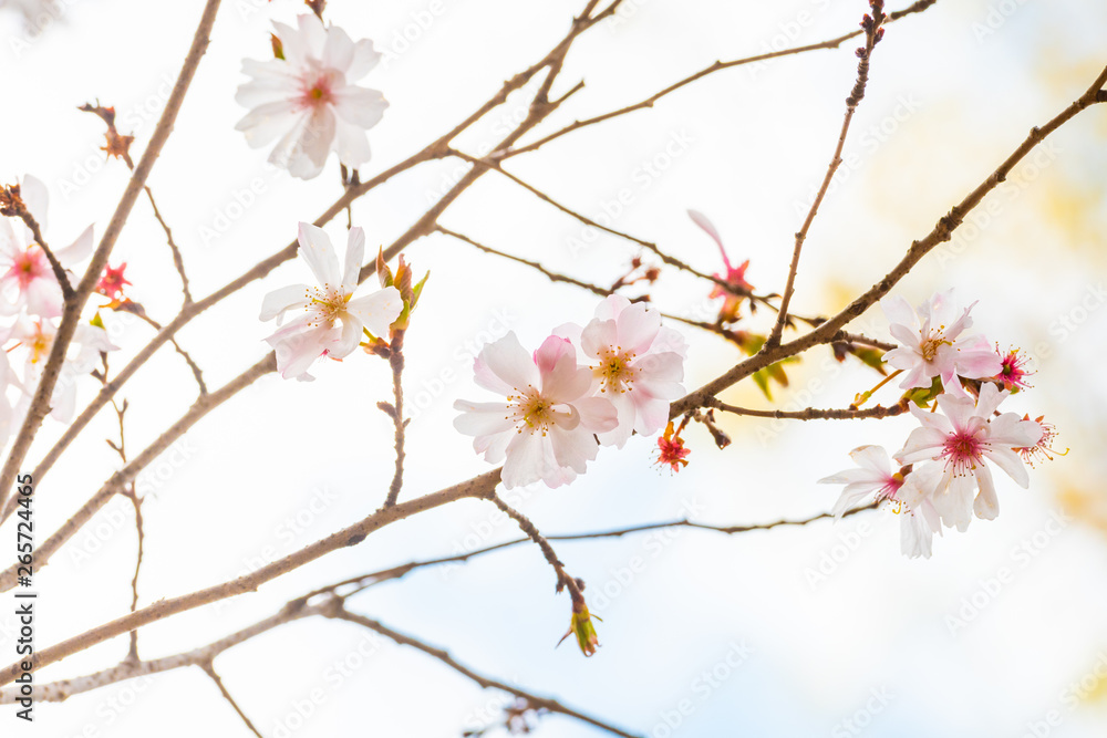 Beautiful cherry blossom sakura in spring time Beautiful cherry blossom sakura in spring time