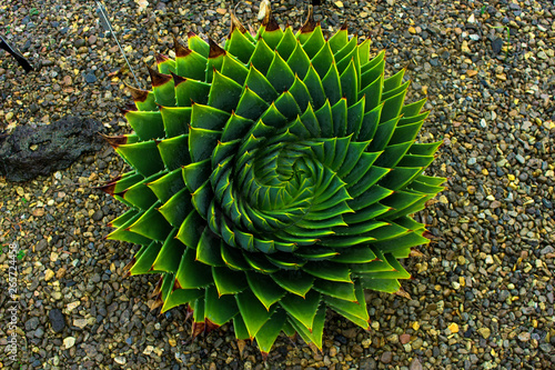 cactus in garden, nice symmetry