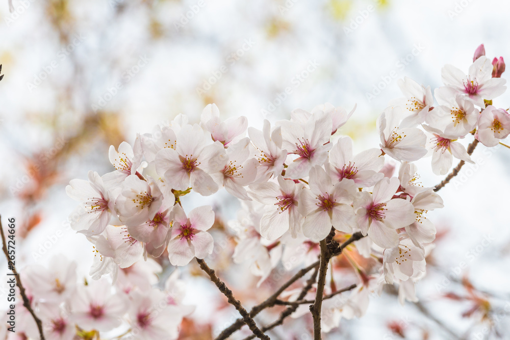 Beautiful cherry blossom sakura in spring time