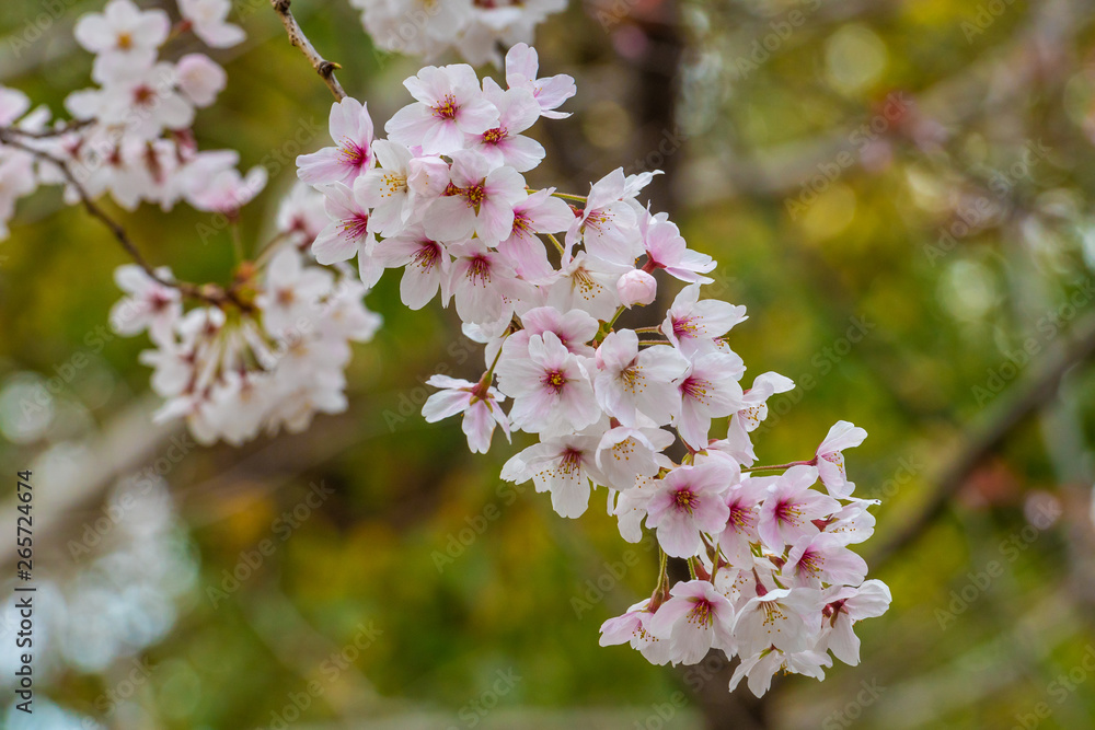 Beautiful cherry blossom sakura in spring time Beautiful cherry blossom sakura in spring time