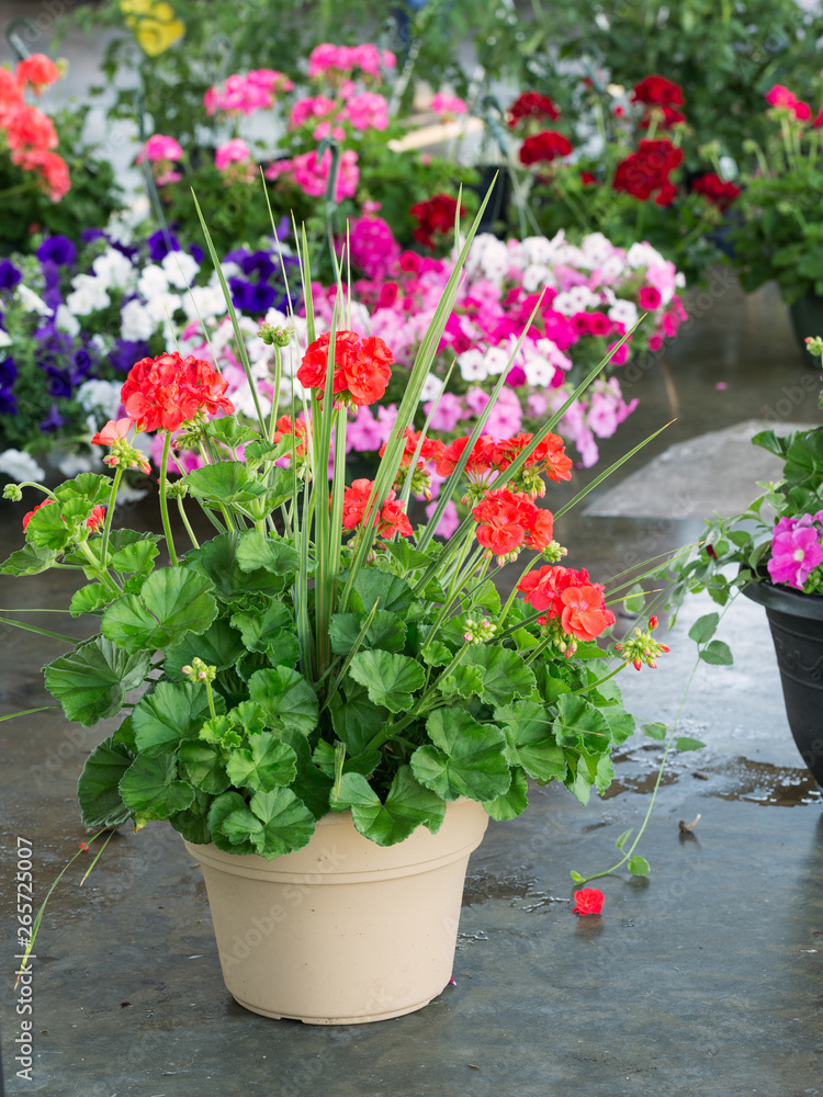 Beautiful Geranium Flowers in Planters