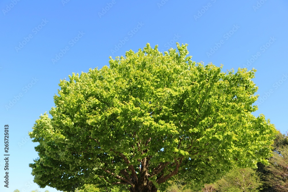 風景 樹木 新緑 丸い 爽やか 春 杤木 風景 樹木 新緑 丸い 爽やか 春 杤木