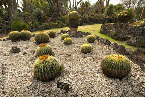 Native cacti at the UNAM Botanical Garden, Mexico City, Mexico. photo