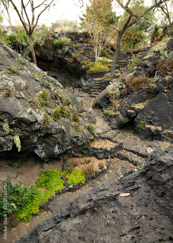 Native plants growing on volcanic rock at the UNAM Botanical Garden, Mexico City, Mexico. Native plants growing on volcanic rock at the UNAM Botanical Garden, Mexico City, Mexico.