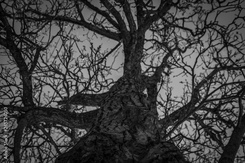 Bottom view of leafless tree. Looking up view of dead tree. Silhouette dead tree on dark dramatic sky background for scary or death. Halloween day background. Hopeless, despair, and lament concept.