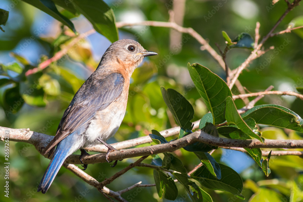 Female bluebird perched on a branch.