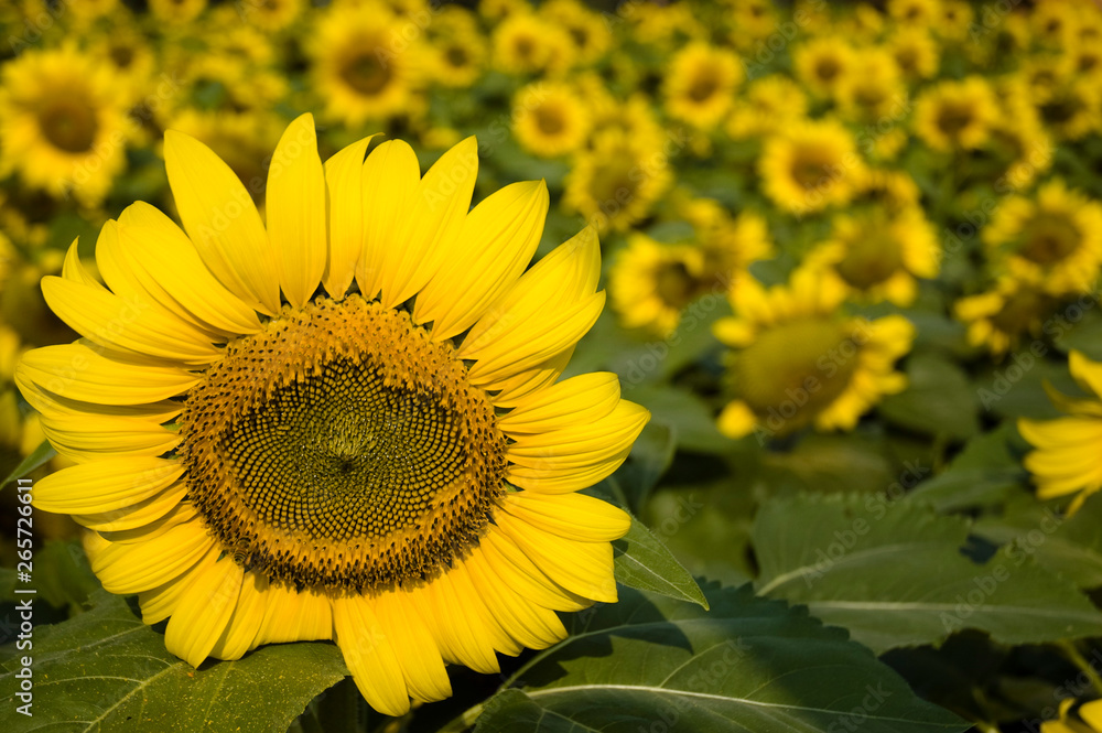 Obraz premium Sunflowers in the garden