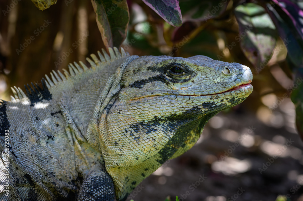 Obraz premium green iguana