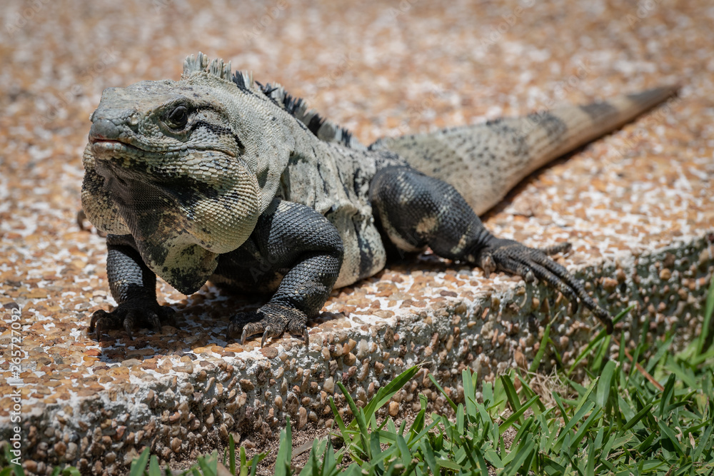Fototapeta premium iguana on the path