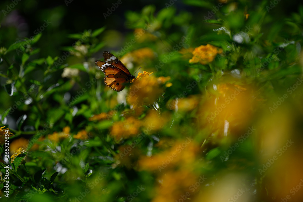 Closeup monarch butterfly on flower n blurred yellow sunny background with Copy space.