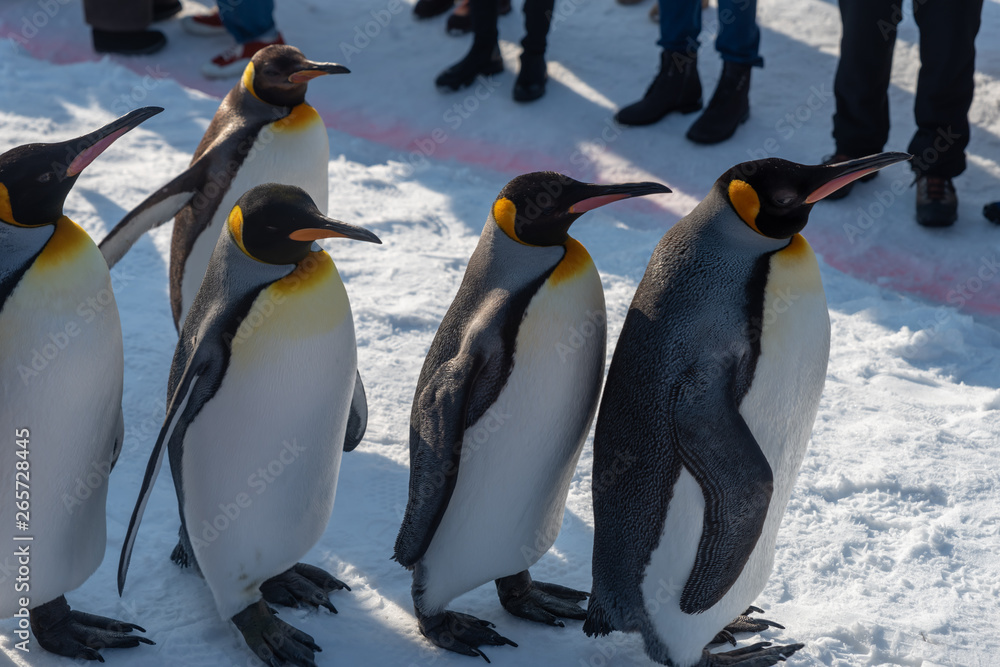 Fototapeta premium King Penguin walk for exercise