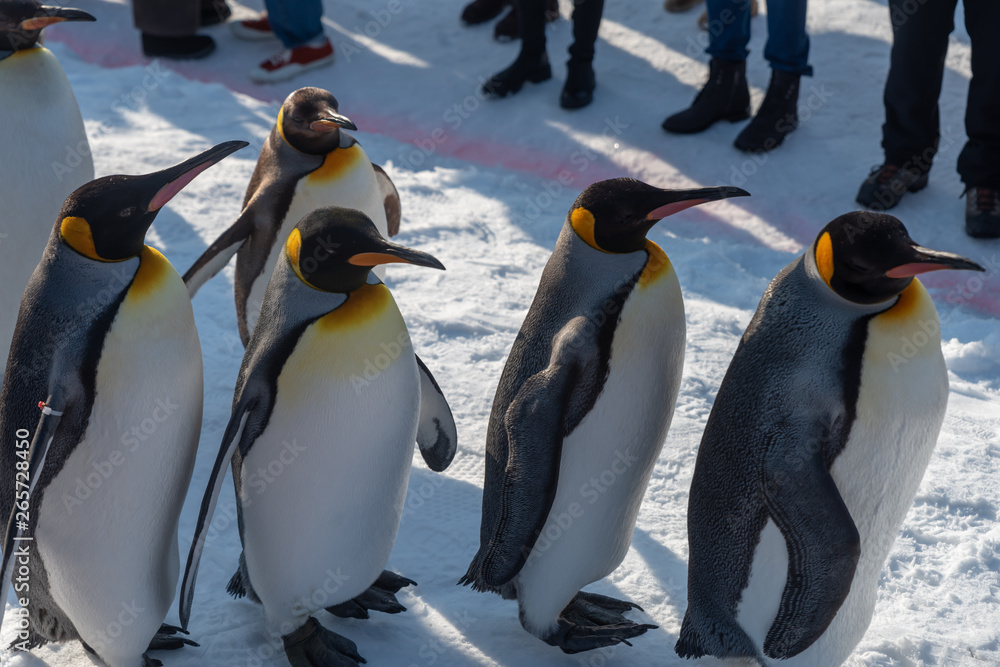 Obraz premium King Penguin walk for exercise