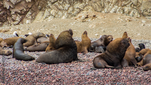 group of sea lions