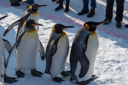 King Penguin walk for exercise photo