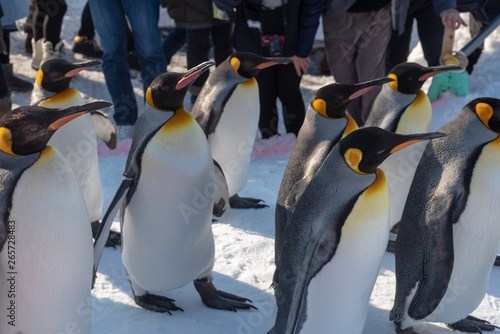 King Penguin walk for exercise photo