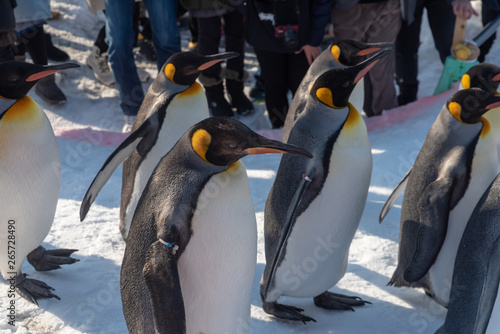 King Penguin walk for exercise