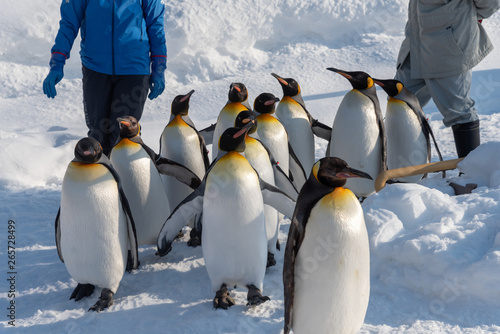 King Penguin walk for exercise photo