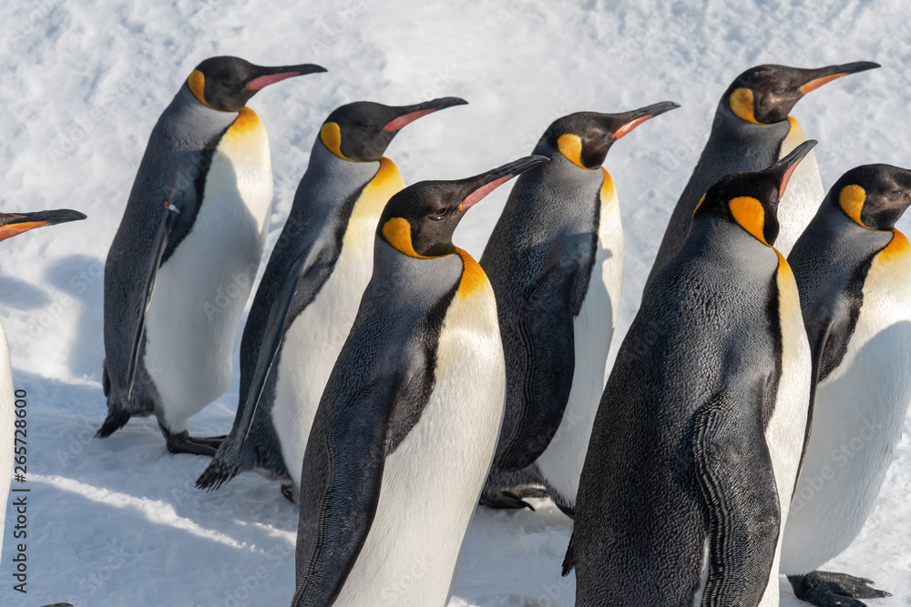 Obraz premium King Penguin walk for exercise