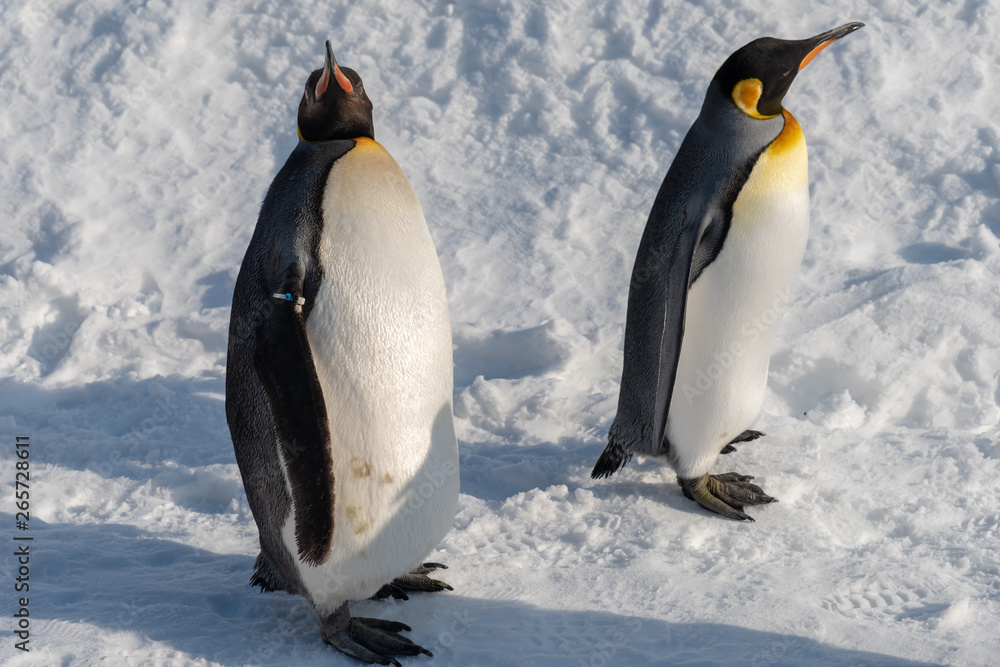 Fototapeta premium King Penguin walk for exercise