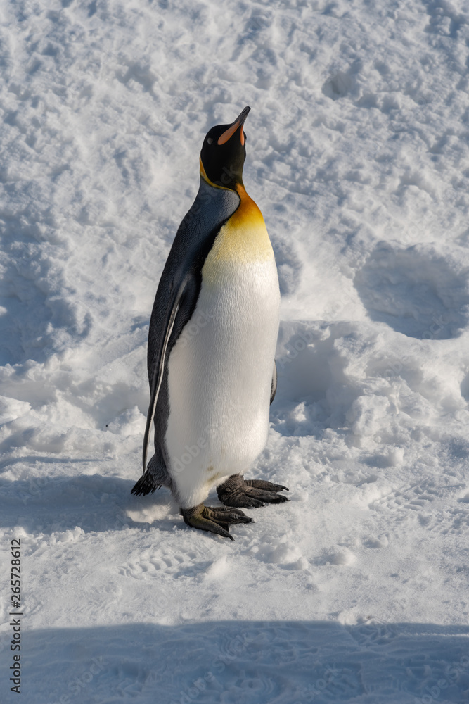 Fototapeta premium King Penguin walk for exercise