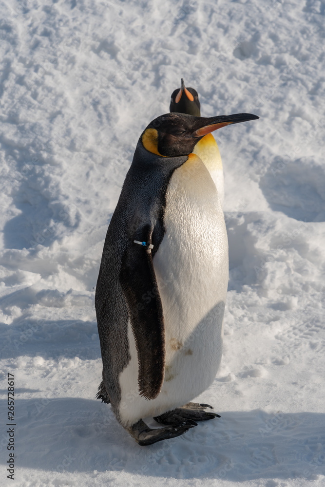 Penguin discount walk exercise
