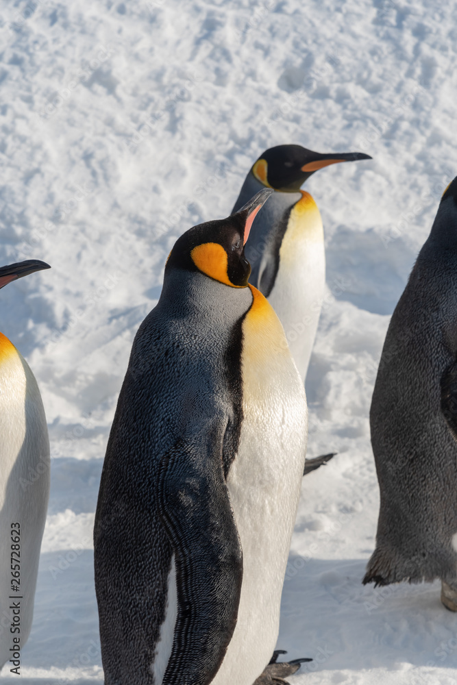 Fototapeta premium King Penguin walk for exercise
