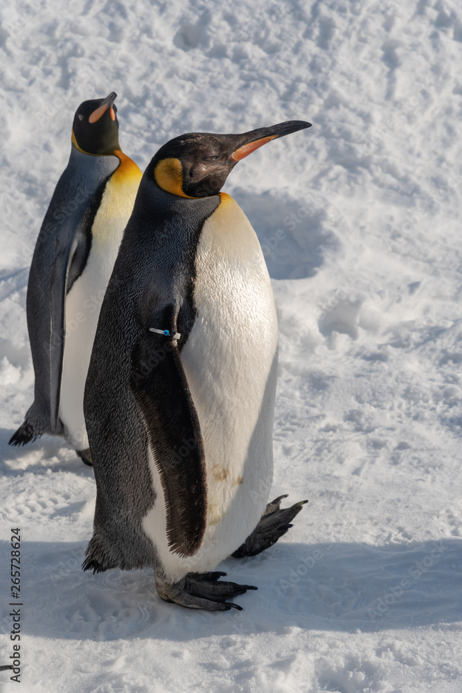 Fototapeta premium King Penguin walk for exercise