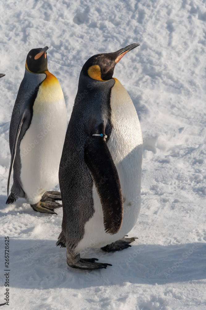 Fototapeta premium King Penguin walk for exercise