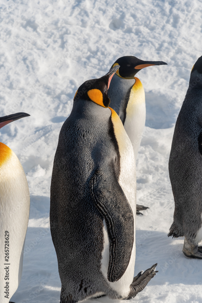 Fototapeta premium King Penguin walk for exercise