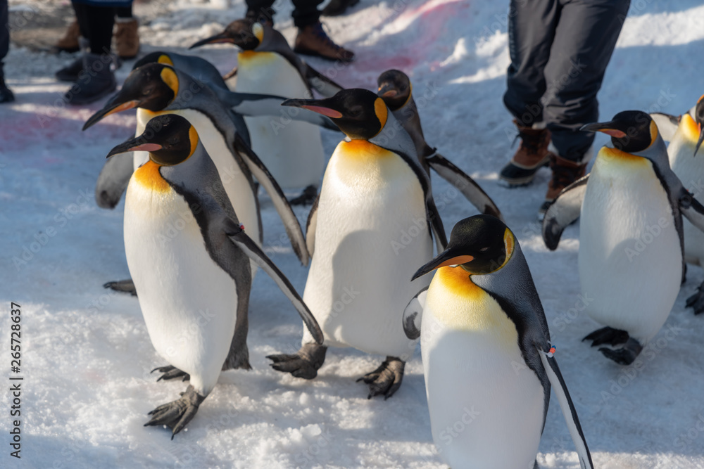 Obraz premium King Penguin walk for exercise