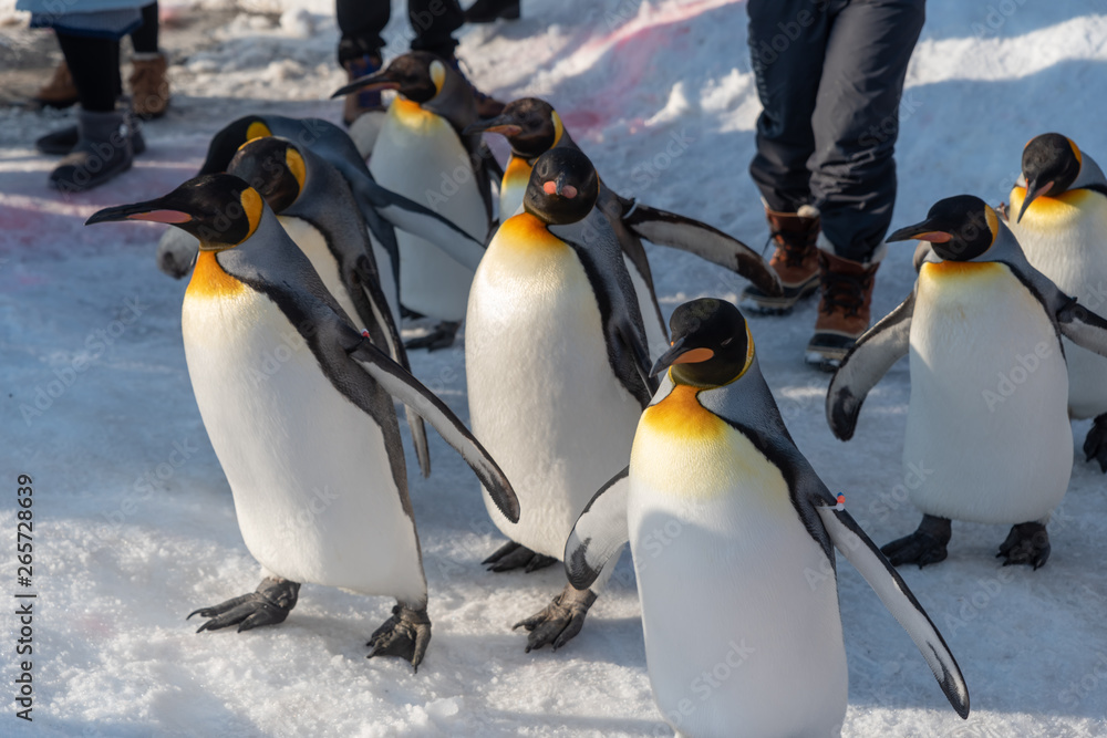 Obraz premium King Penguin walk for exercise