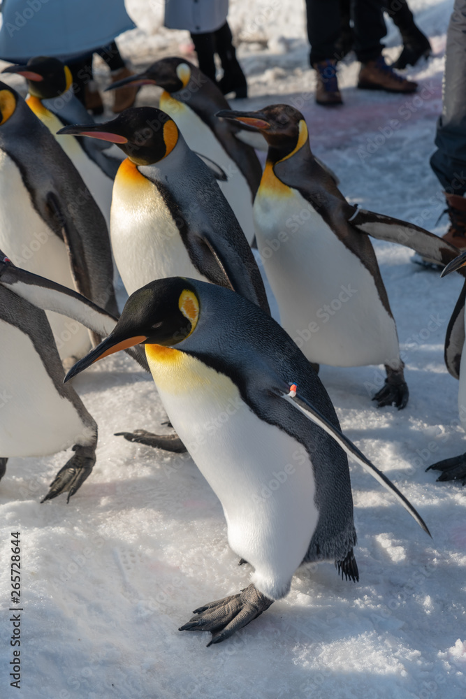 Obraz premium King Penguin walk for exercise