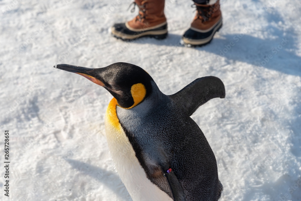 Obraz premium King Penguin walk for exercise