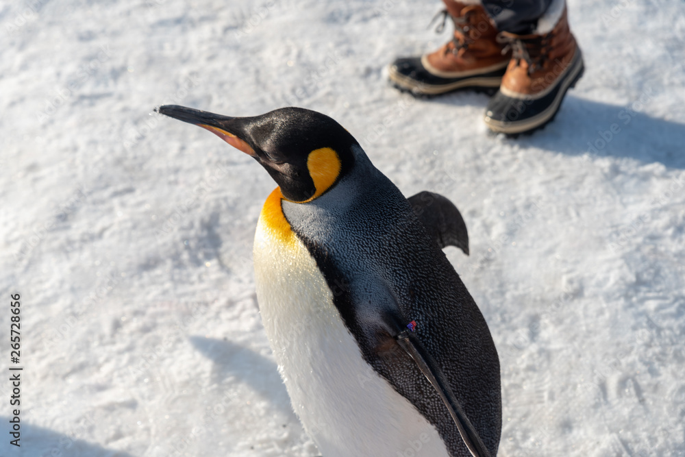 Fototapeta premium King Penguin walk for exercise
