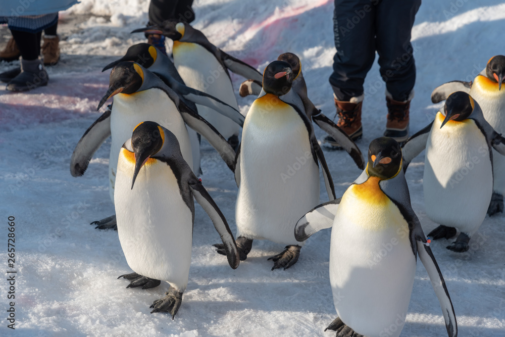 Obraz premium King Penguin walk for exercise