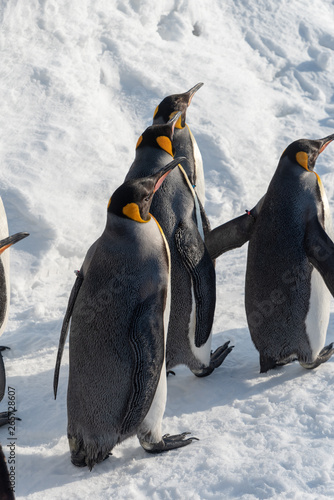 King Penguin walk for exercise