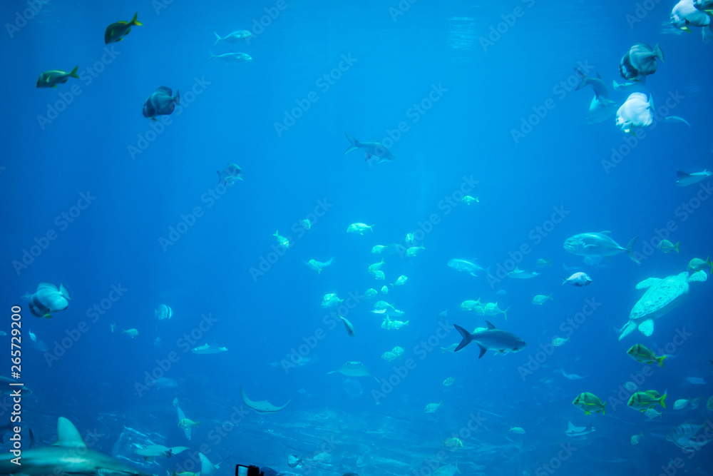 School of various fish swimming together in aquarium