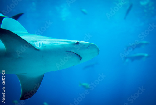 Obraz na plátne Under side of spinner shark