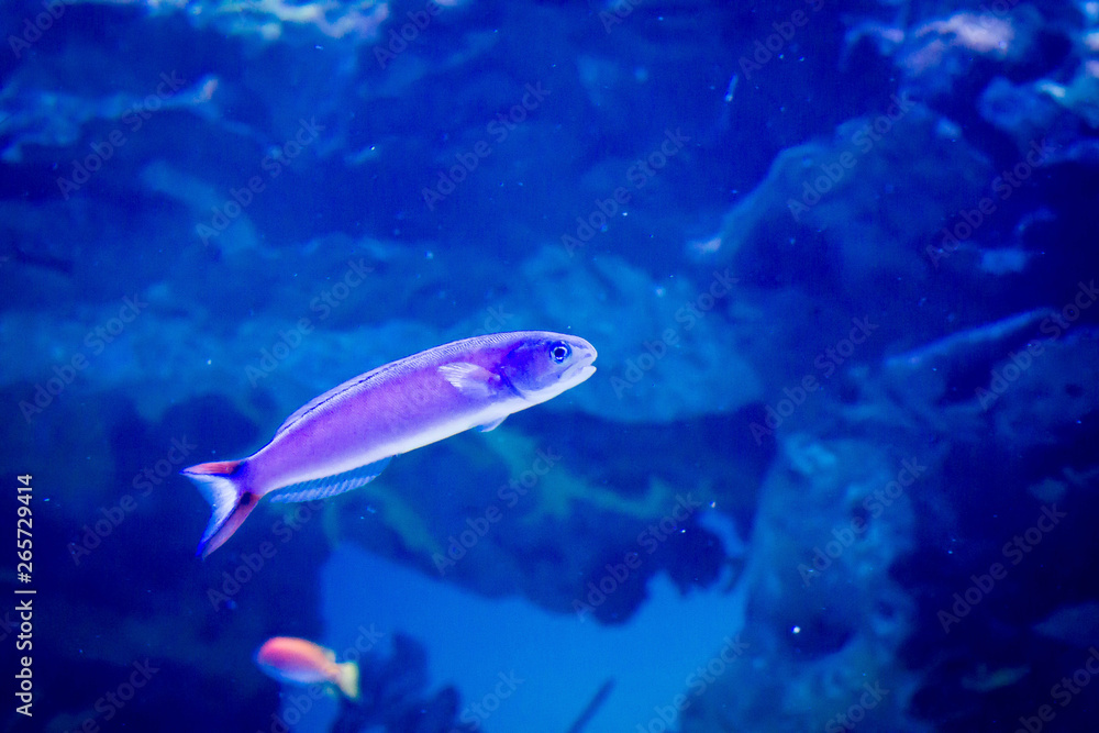 Vibrant pink flasher wasse fish Vibrant pink flasher wasse fish